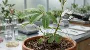Shy Plant Mimosa Pudica Shows Counting Ability Without a Brain