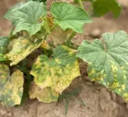 Silent Blight Creeps into Punjab's Cucurbit Fields, Threatens Yield
