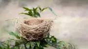 Simple Tricks to Attract Nesting Birds to Your Garden
