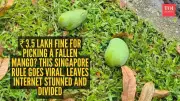 Singapore Fine for Picking Fallen Mango Sparks Viral Debate Online