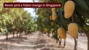 Singapore Mango Laws: Hefty Fines for Picking Fallen Fruit