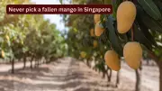 Singapore's Mango Laws: Why Picking Fallen Fruit Can Lead to Heavy Fines