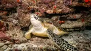 Skin Bones Evolved Multiple Times in Lizards, Study Reveals