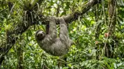Sloths' Risky Ground Pooping: Why They Descend Despite Danger