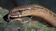 Slow Worms: Legless Lizards Often Mistaken for Snakes in British Gardens