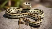 Snake Evolution: Unraveling the Mystery of Their Legless Origins