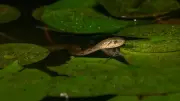 Snake-Free Havens: Countries Where You Will Never Find a Snake