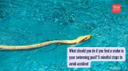 Snake in Pool? Stay Calm and Follow These 5 Safe Steps