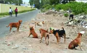 Somwarpet Town Panchayat Launches Stray Dog Neutering Drive
