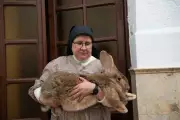 Spanish Giant Rabbits Find Sanctuary in Convent of St. Anthony of Padua
