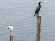 Spinning Eyes on Buoys Fool Seabirds but Only Temporarily, Study Finds