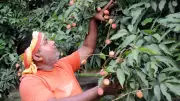 Stink Bug Crisis Devastates Bihar's Litchi Economy, Losses Hit 70%