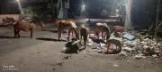 Stray Cattle Menace in Chennai's Annanur: 40 Heads Cause Daily Hazard