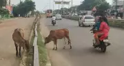 Stray Cattle Menace Rises in Trichy Post Elections as Enforcement Wanes