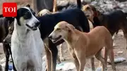 Stray Dog Attacks 65 People in Shivpuri, Including Children, Before Capture
