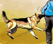 Stray Dog Bites 25 in Bidar, 20 Children Among Victims