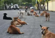 Stray Dog Bites Three-Year-Old Girl in Pathanamthitta, Kerala