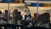 Stray Dog Spotted Inside Hyderabad Airport Lounge Sparks Outrage