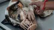Stray Dogs: GBA to Tackle Veterinary Staff Shortage Following SC Order
