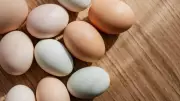 Study finds unsafe eggs pushed into nutrition programmes in Hyderabad slums