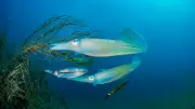Study Reveals Complex Mating and Same-Sex Pairing in Indian Squid