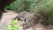 Sub-adult tusker found dead in Odisha's Ganjam district forest