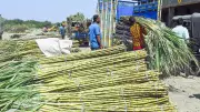 Sugarcane FRP Hiked by Rs 10 to Rs 365 per Quintal for 2026-27