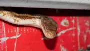 Summer Snake Hideouts: Surprising Spots Around Your Home Revealed