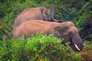 Sunabeda Sanctuary Plans Night Stays, Eco-Tourism Boost