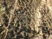 Sunset Reveals Largest Dinosaur Track Site in Alaska's Denali