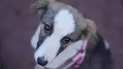 Supreme Court Dismisses Pleas to Recall Stray Dog Order, Allows Euthanasia
