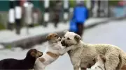 Supreme Court: Human Life Trumps Animal Welfare in Stray Dog Cases