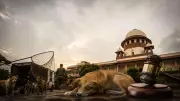 Supreme Court Refuses to Clarify Rabid Dogs Euthanasia Order