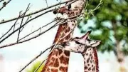 Supreme Court Rejects Fresh Probe into Vantara Animal Transfers