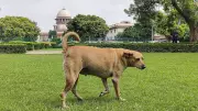 Supreme Court Upholds Stray Dog Relocation and Sterilisation Rules