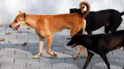 Supreme Court's Stray Dog Ruling: A Flawed Prescription for Civic Failures