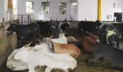 Surprise Inspections at Dairies in Amritsar; Samples Sent for Testing