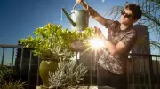 Surprising Mental Health Benefits of Watering Plants Before Sunrise