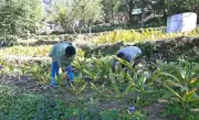 Sustainable Agriculture Reshaping Rural Economy Near Phagwara