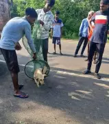 Tadoba Tiger Reserve Leads Canine Distemper Prevention with Dog Vaccination Drive