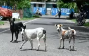 Tamil Nadu Rabies Deaths Surge: 17 Killed, Dog Bites at 2.65 Lakh in 2026