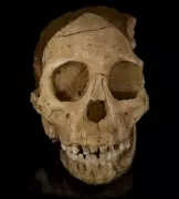Taung Child Discovery: The 1924 Skull That Rewrote Human Evolution