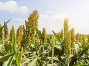 Telangana Minister Seeks MSP Cover for Maize, Sorghum from Centre