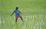 Telangana Poised to Benefit from Global Rice Export Opportunities