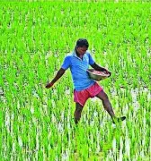 Telangana procures 40 lakh MT paddy in rabi season 2025-26