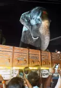 Temple Elephant Lakshmi Shifted from Hampi to Kolar Amid Protests