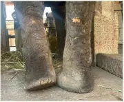 Temple Elephant Lakshmi's Health Crisis Sparks Animal Welfare Concerns in Karnataka