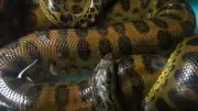 Terrifying Facts About Green Anacondas That Make Them Feared Worldwide