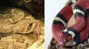 Texas Snakes: Common Species, Identification, and Safety Tips