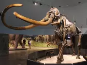Texas Teens' 1978 Discovery of Mammoth Fossils Revolutionizes Ice Age Knowledge